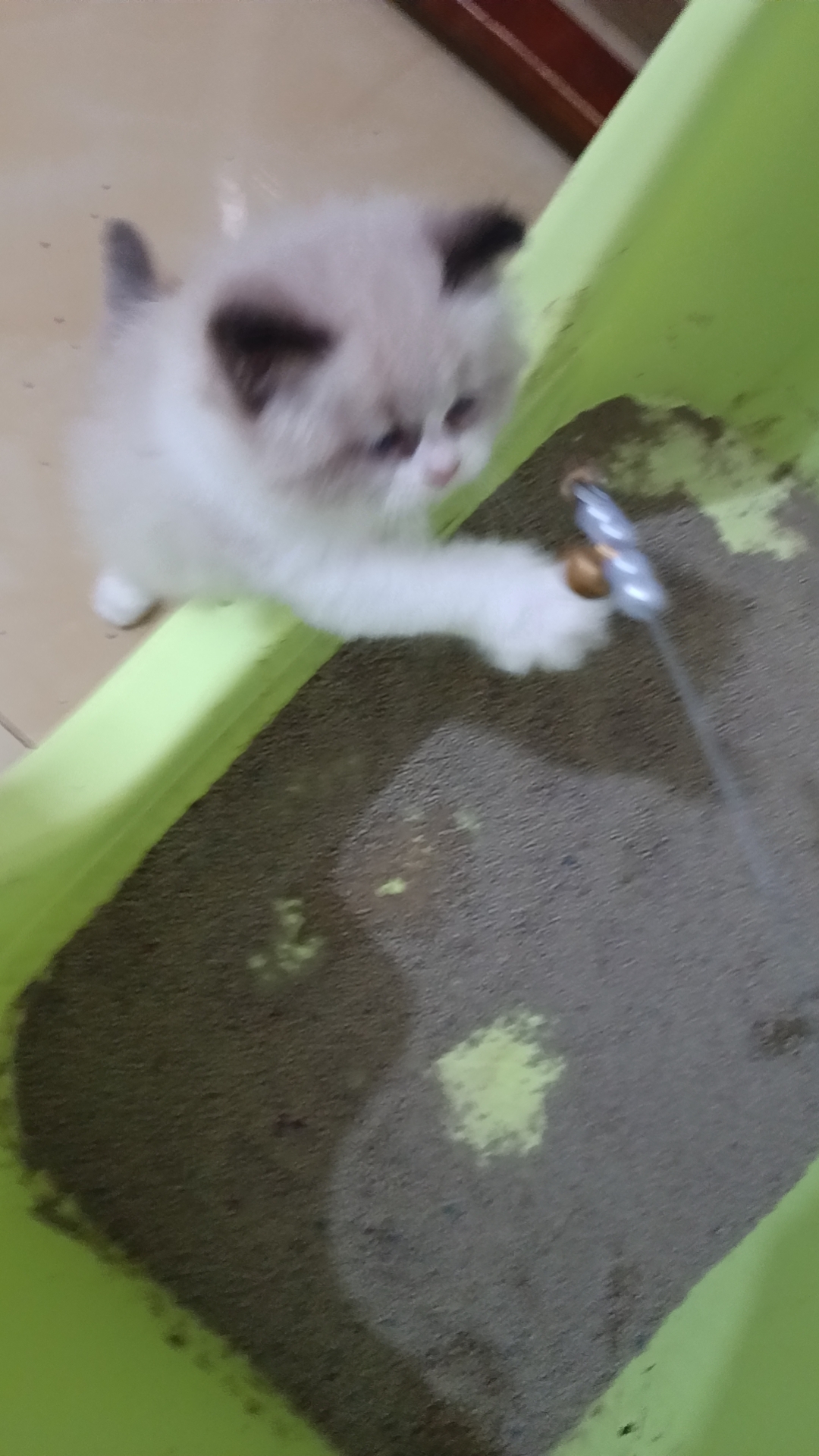 棕熊版的包子脸布偶妹妹找优质主人